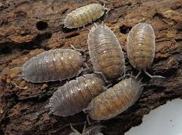 Porcellio scaber -Common Isopods